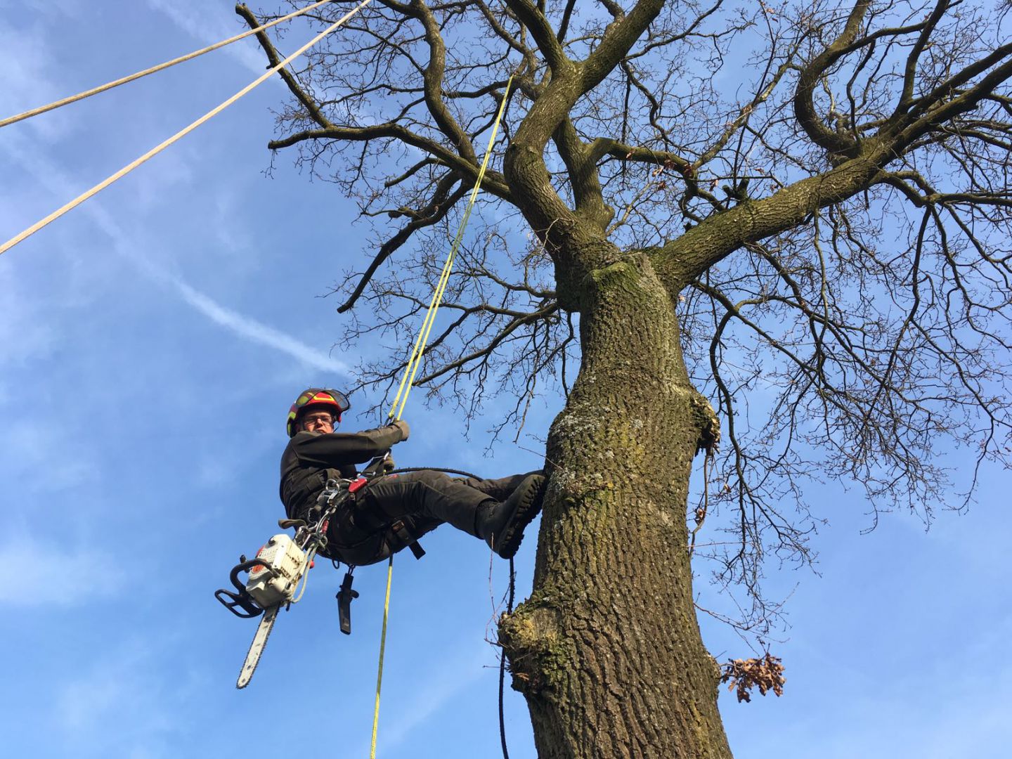 Perceptueel Categorie personeel We klimmen graag in bomen! - Woonkrant- Barneveld